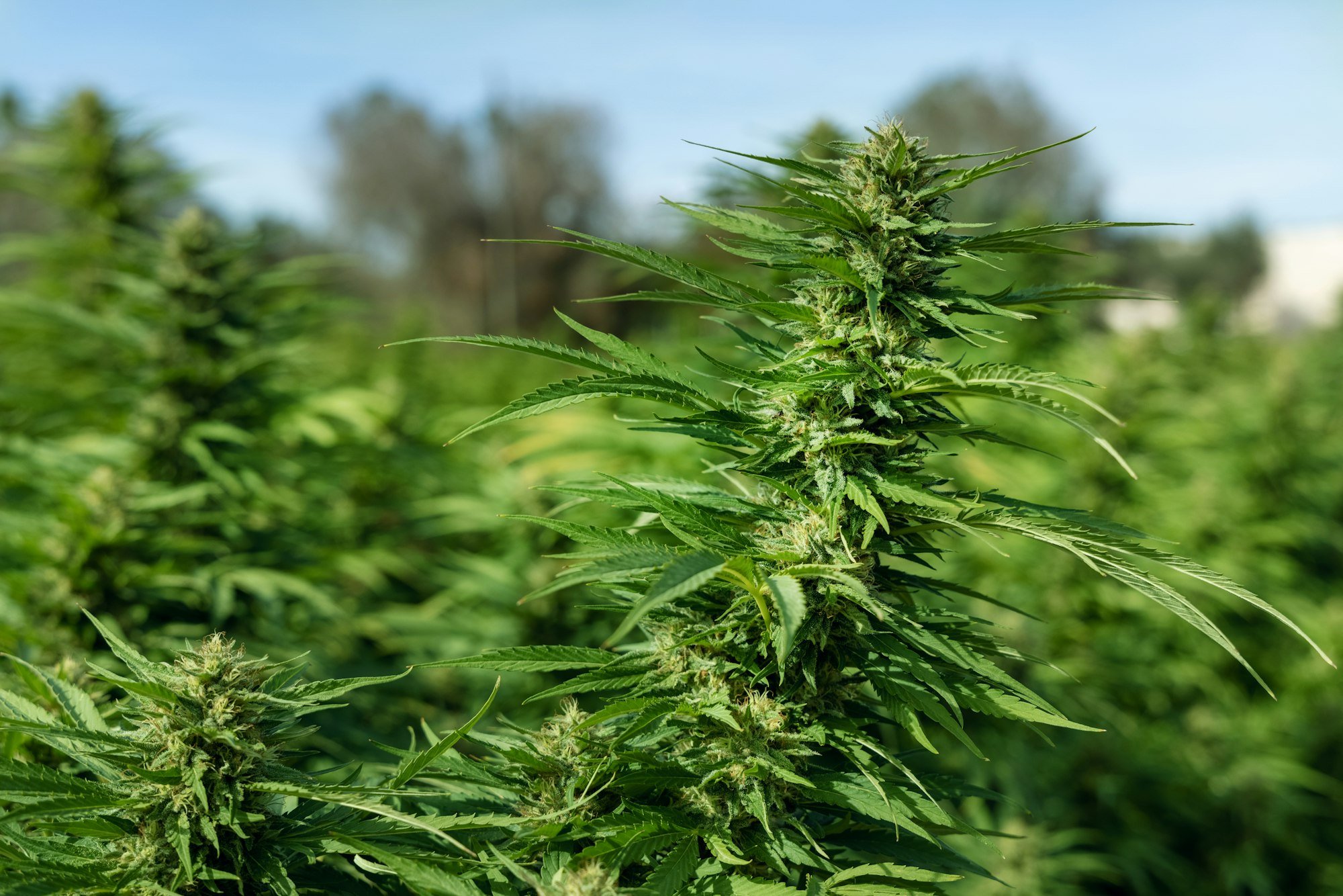 Blooming ripe Marijuana with Buds and green Leaves. Organic Cannabis Sativa Female Plants with CBD